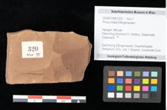 Foto (Objekt + Etikett) von Pinus ciliata Ettingshausen (NHMW-GEO-2024-0188-0320)